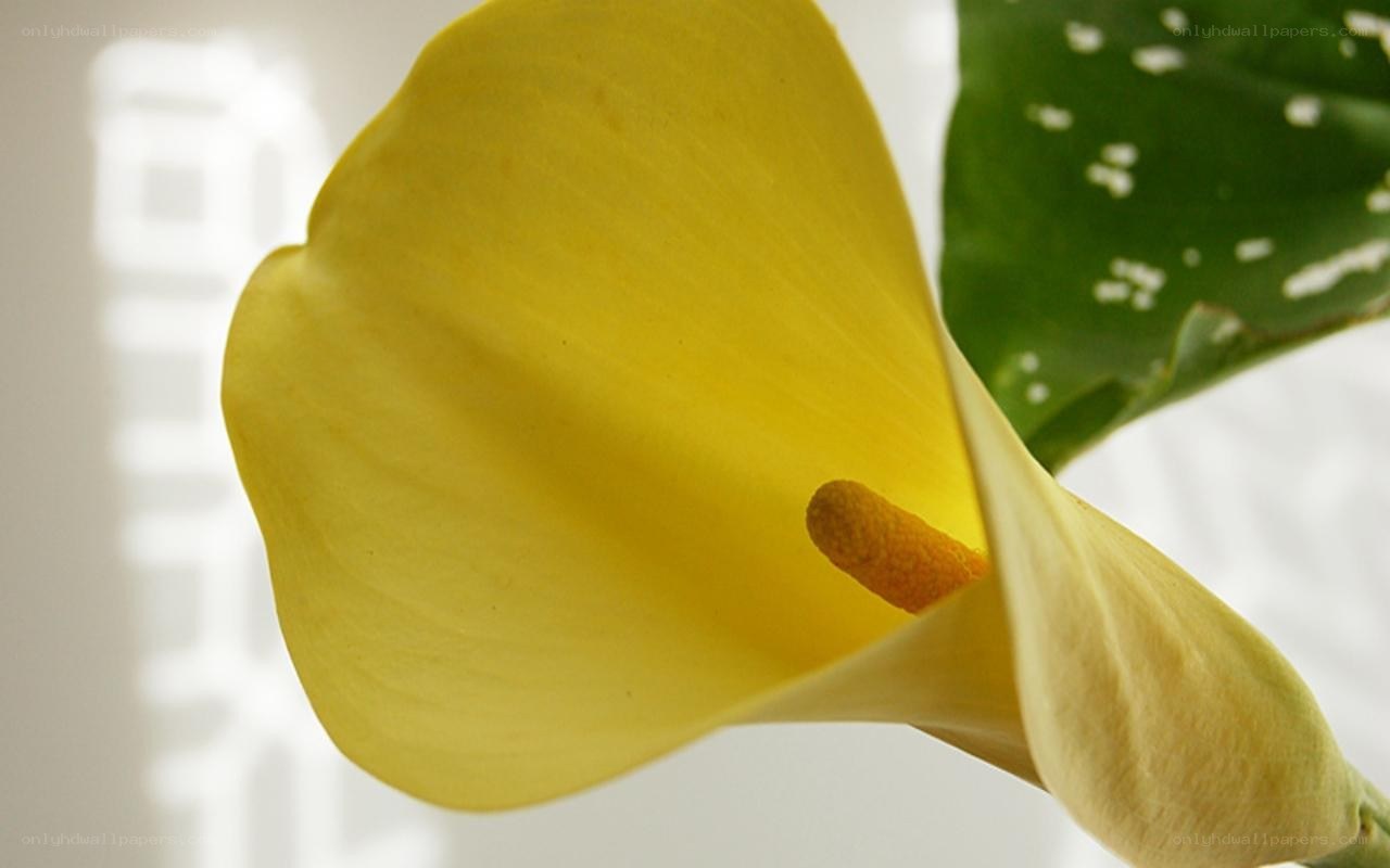 Yellow calla lily flower
