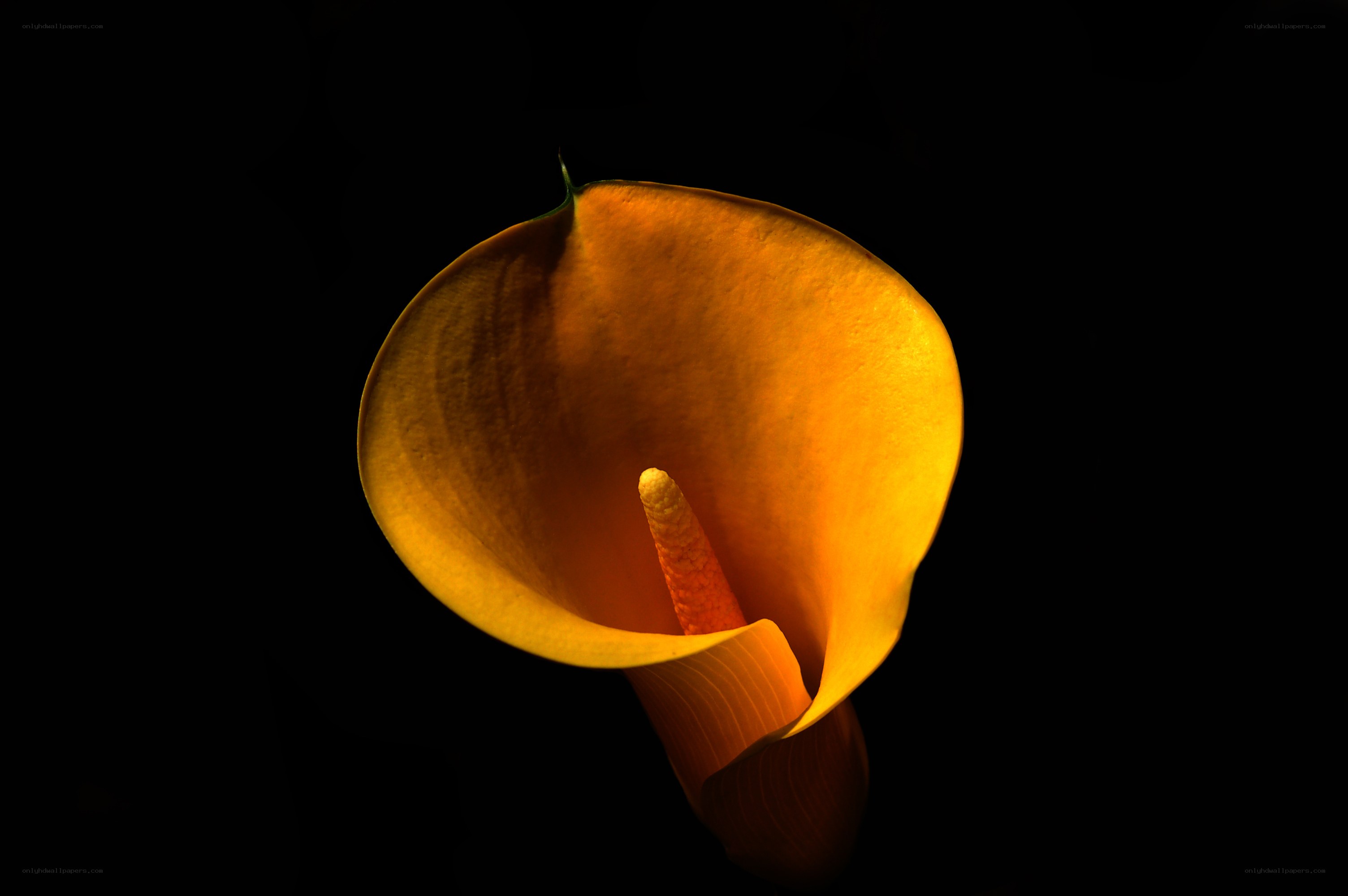 Yellow calla lily in darkness
