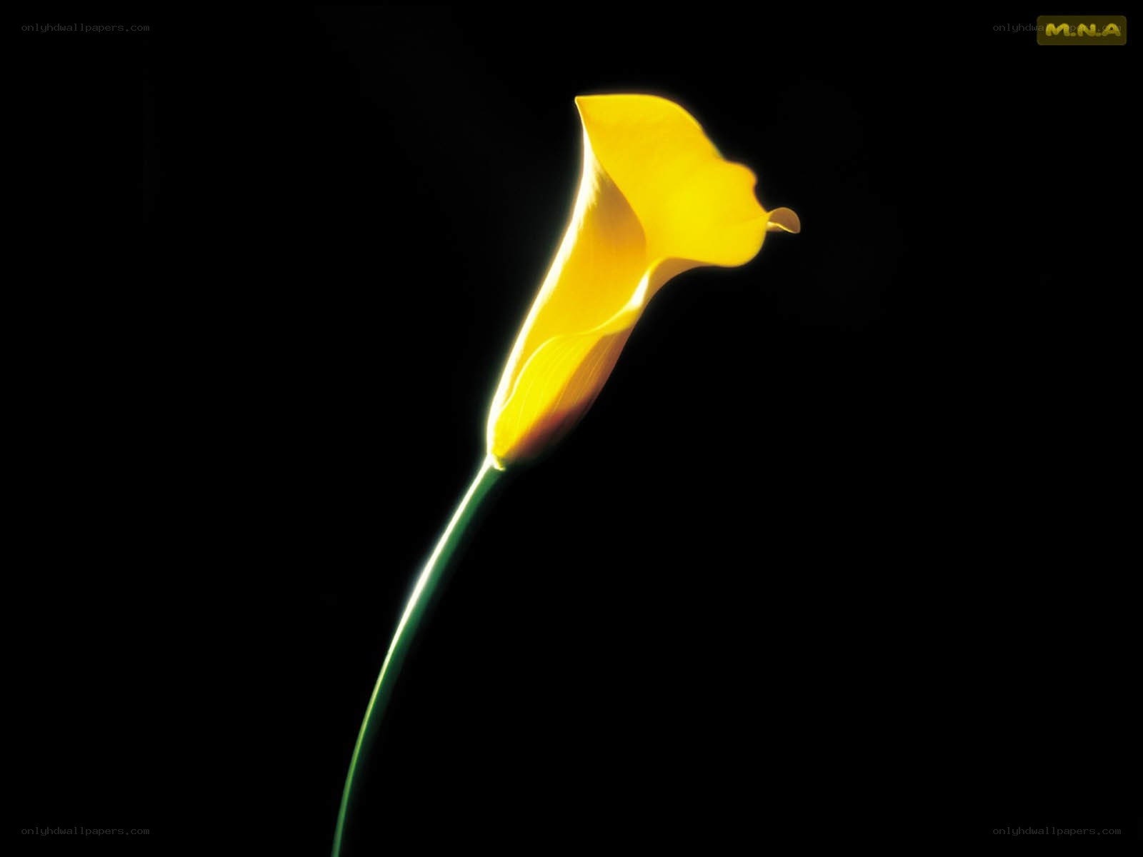 Yellow calla lily in darkness