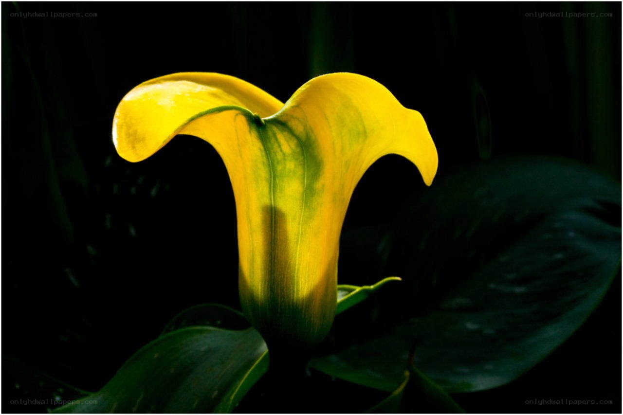 Yellow calla lily in darkness