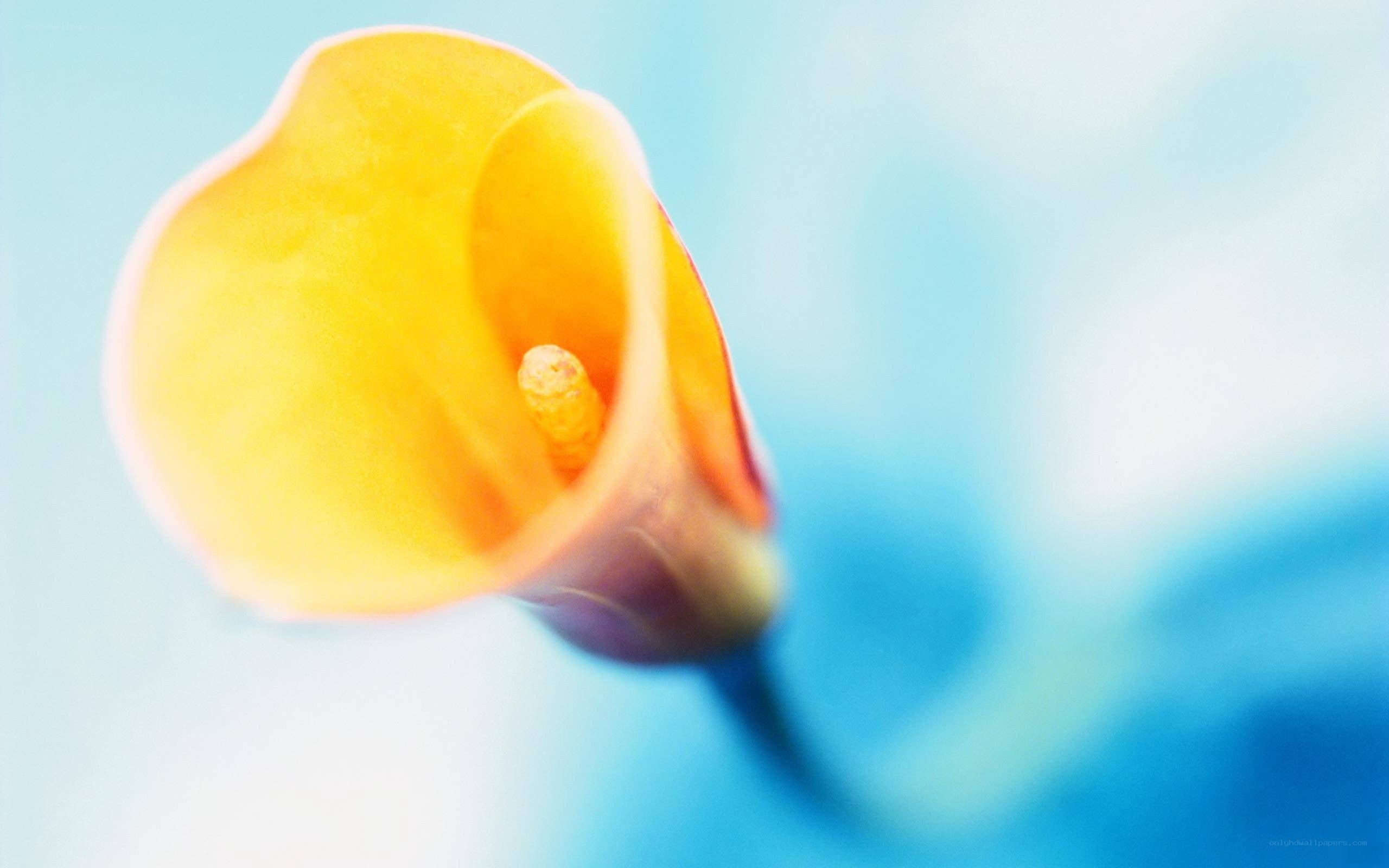 Yellow calla lily in focus