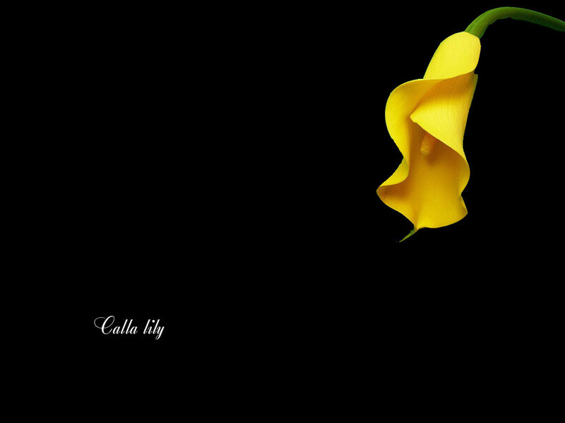 Yellow Calla Lily