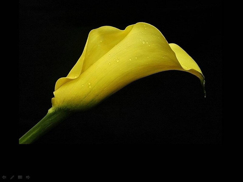 Yellow calla lily with water droplets