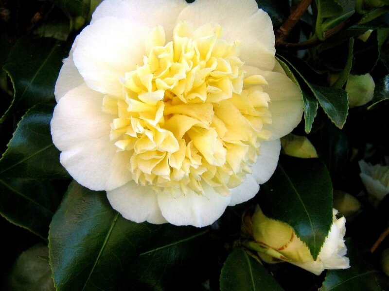 Yellow Camellia Flower — White