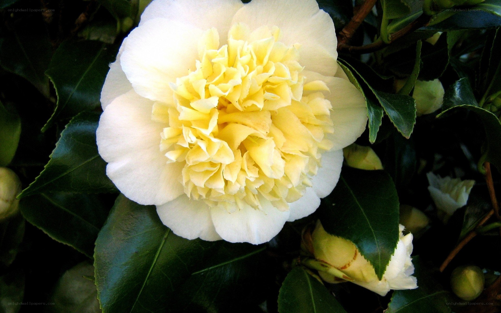 yellow camellia flower