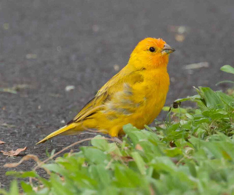 Yellow Canary Bird