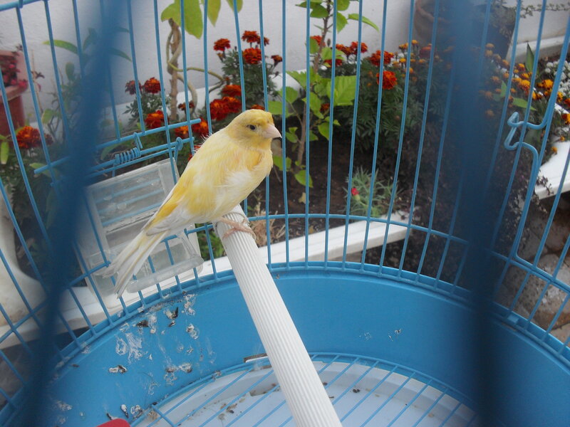yellow canary in a blue cage