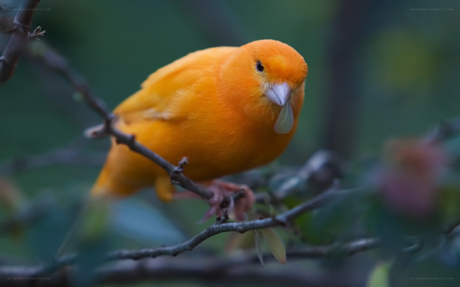 yellow canary on a branch