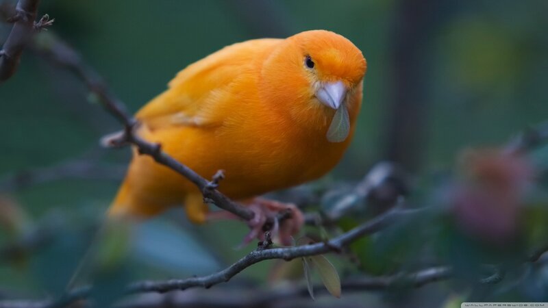 Yellow Canary on Branch — Orange, Calm
