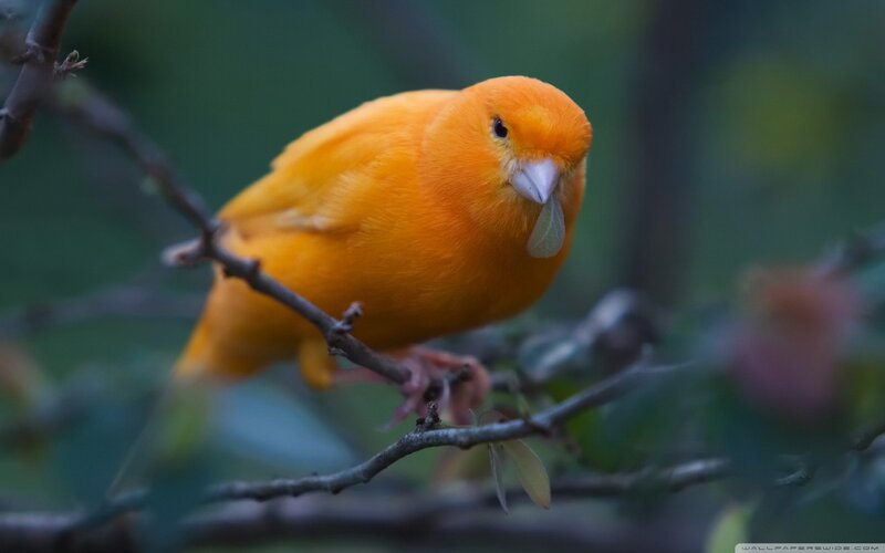 Yellow Canary on Branch — Orange