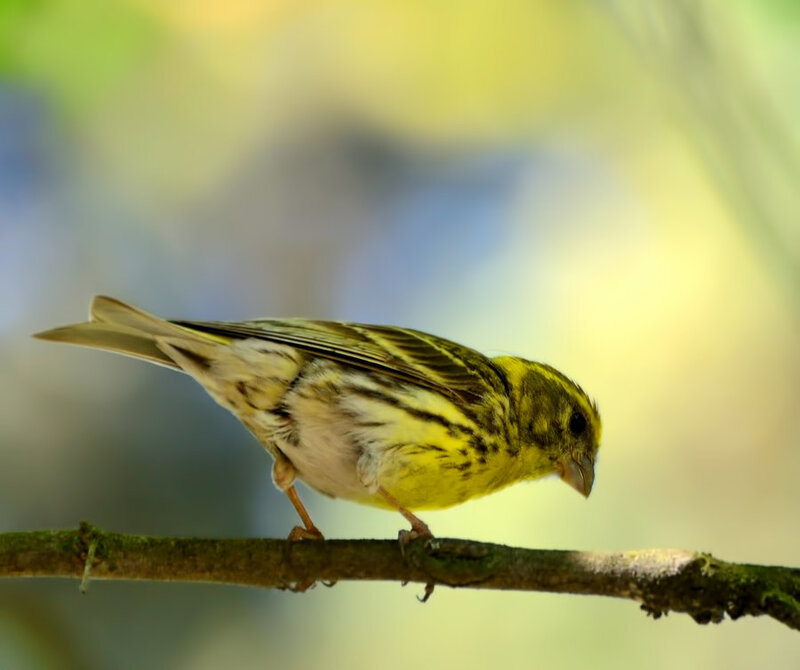 Yellow Canary on Branch