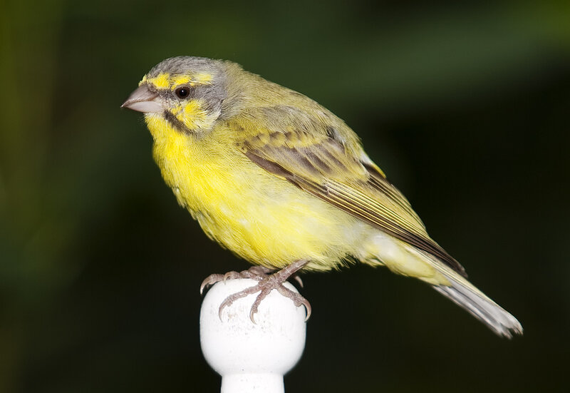 Yellow Canary Perched