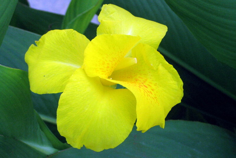 Yellow Canna Flower