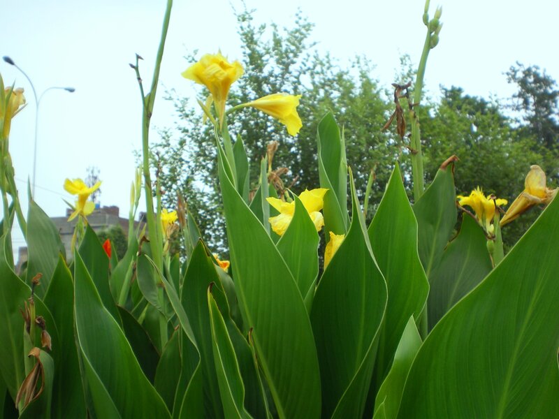 Yellow Canna Lilies — Calm