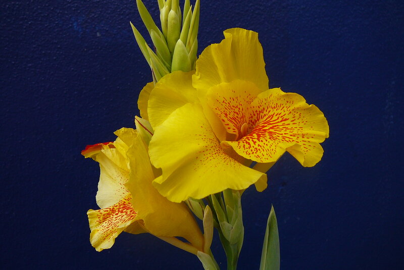 Yellow Canna Lilies — Dramatic