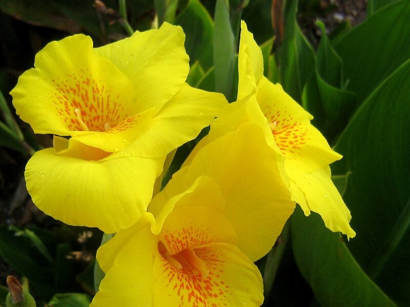 Yellow canna lilies in bloom