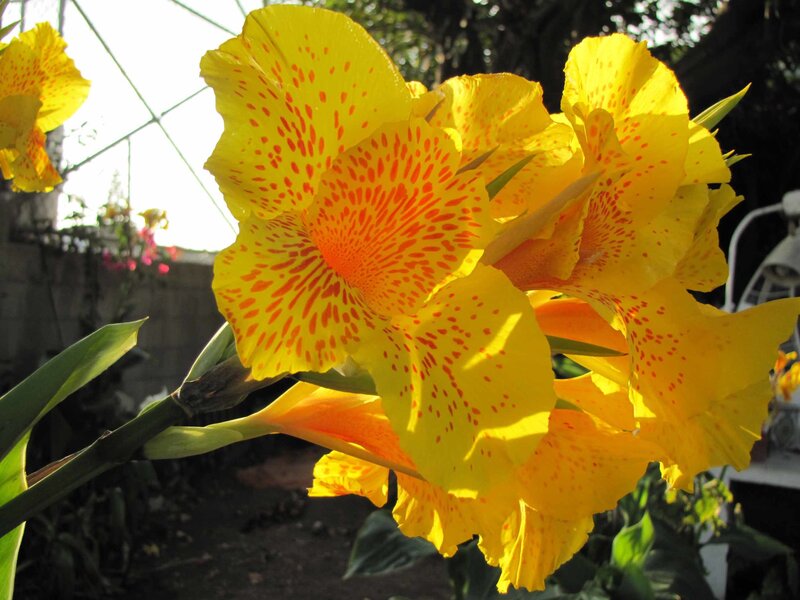 Yellow Canna Lilies