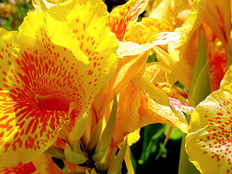 Yellow Canna Lilies — Vibrant