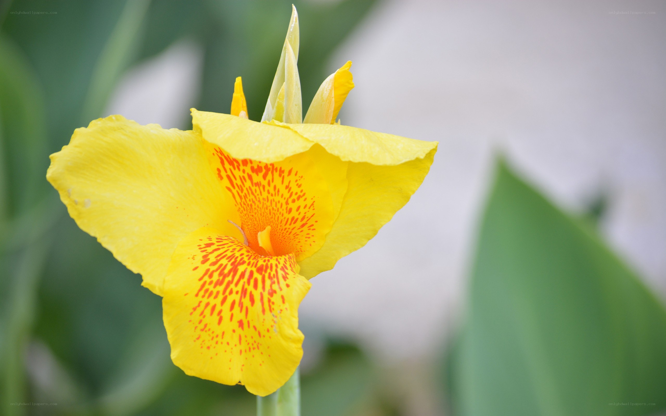 yellow canna lily flower