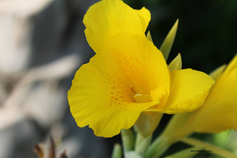 Yellow Canna Lily Flower — Calm