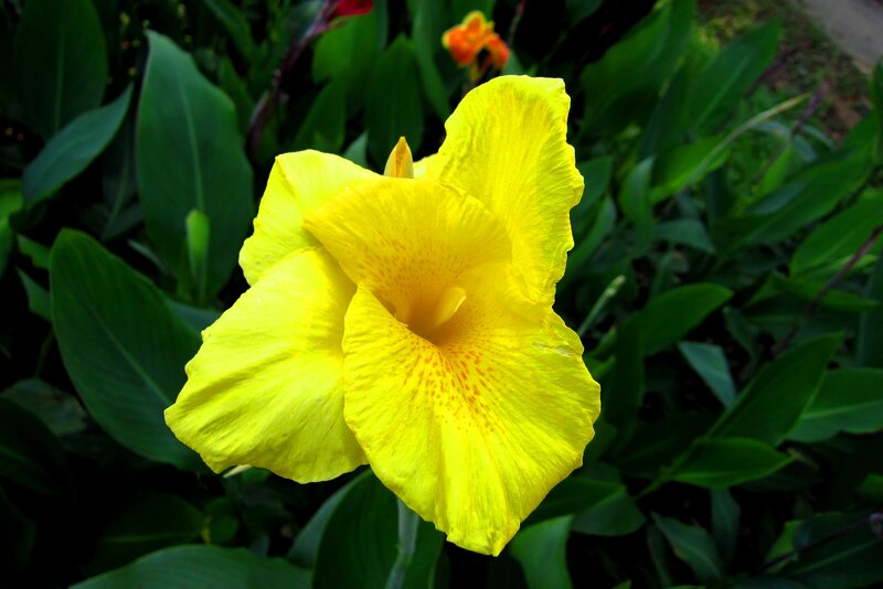 Yellow Canna Lily Flower — Natural