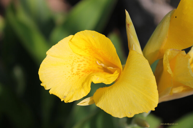 Yellow Canna Lily Flower — Serene