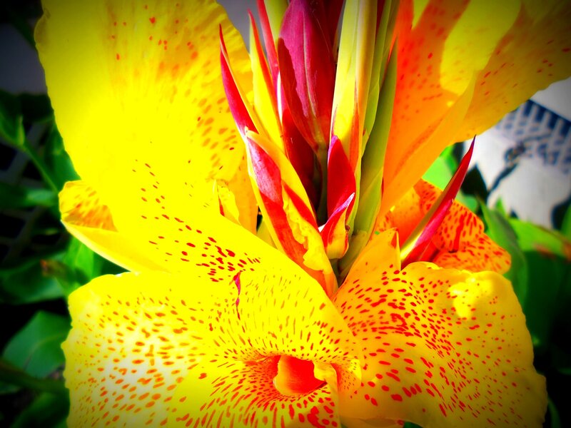 Yellow Canna Lily Flower — Vibrant
