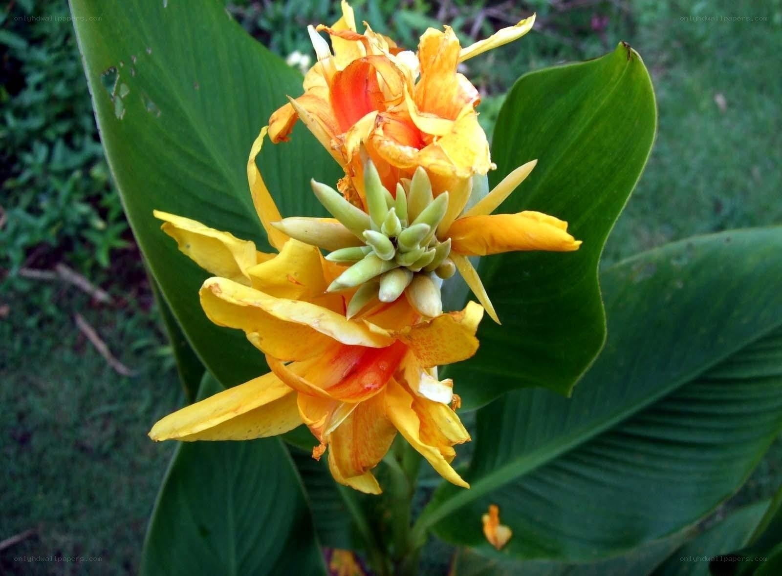 Yellow canna lily flower