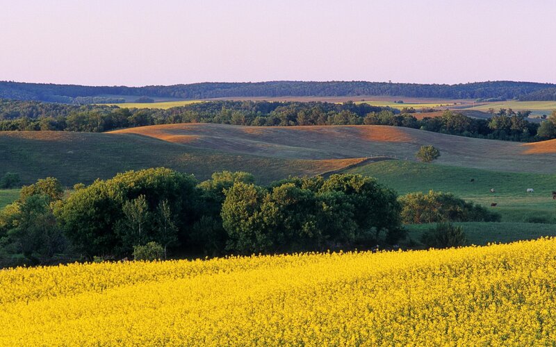 Yellow canola field in rolling hills