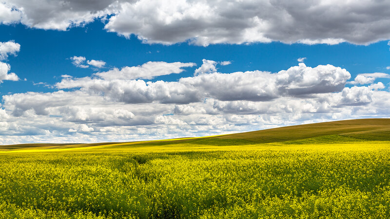 Yellow Canola Field — Serene, Afternoon