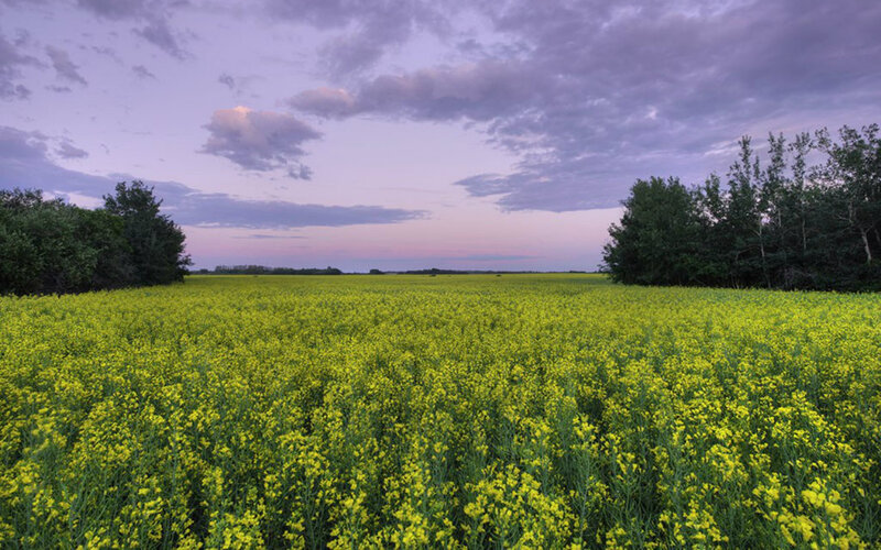 Yellow Canola Field — Serene, Sunset