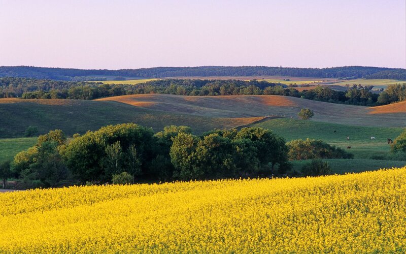 Yellow Canola Field — Serene