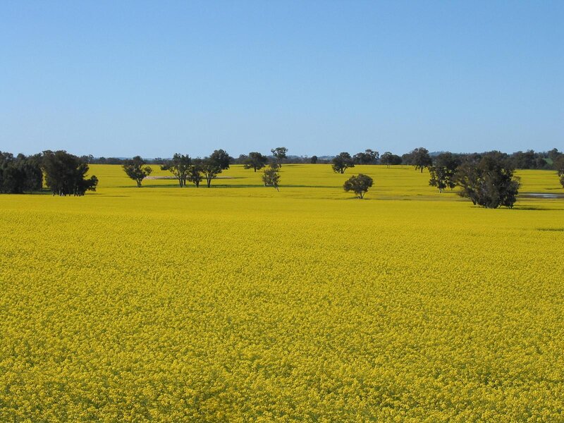 Yellow Canola Field