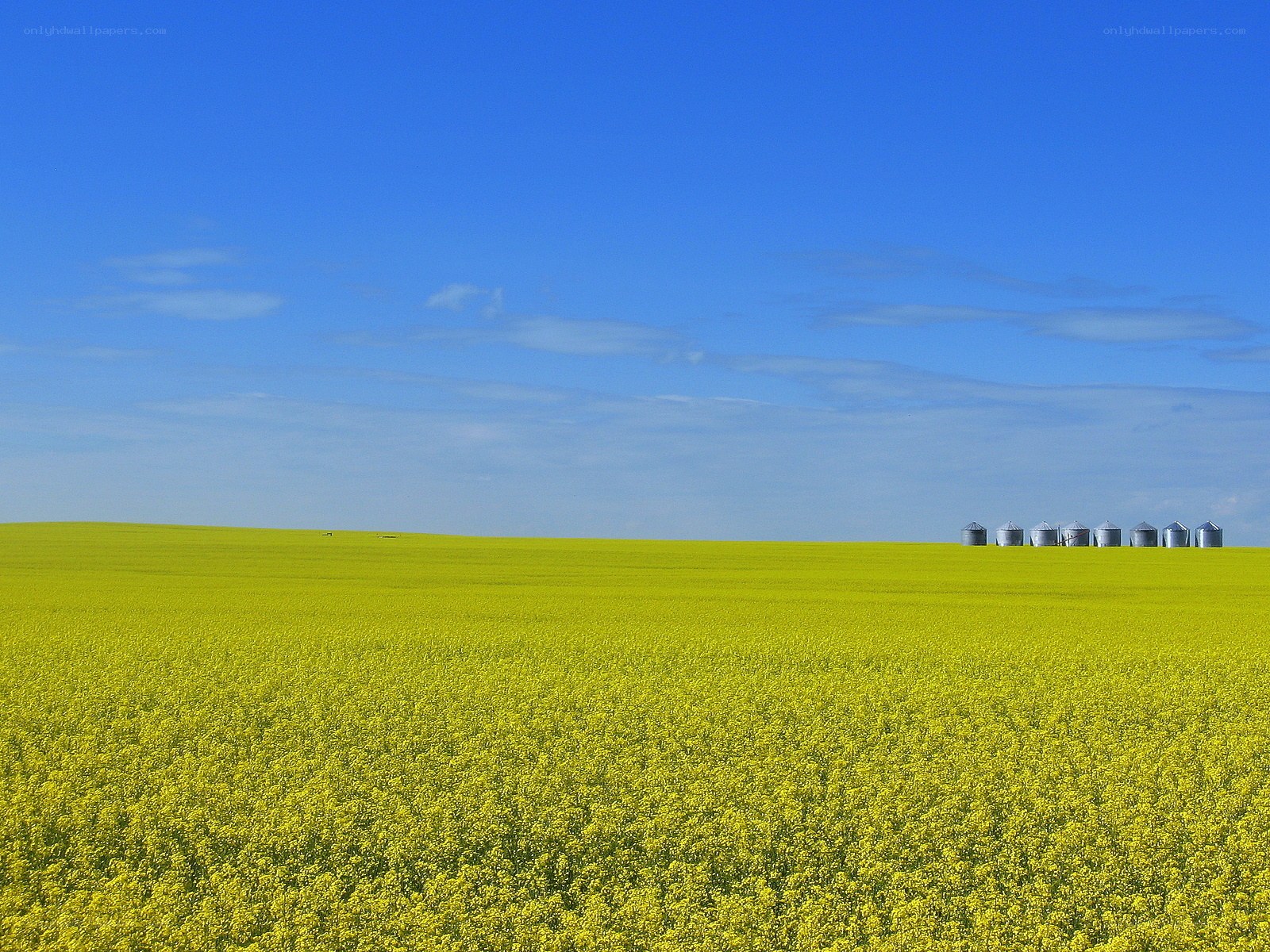 Yellow canola field under blue sky