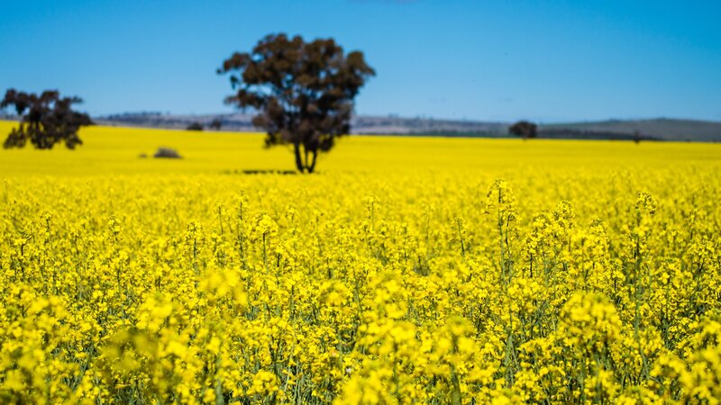 Yellow canola field with trees