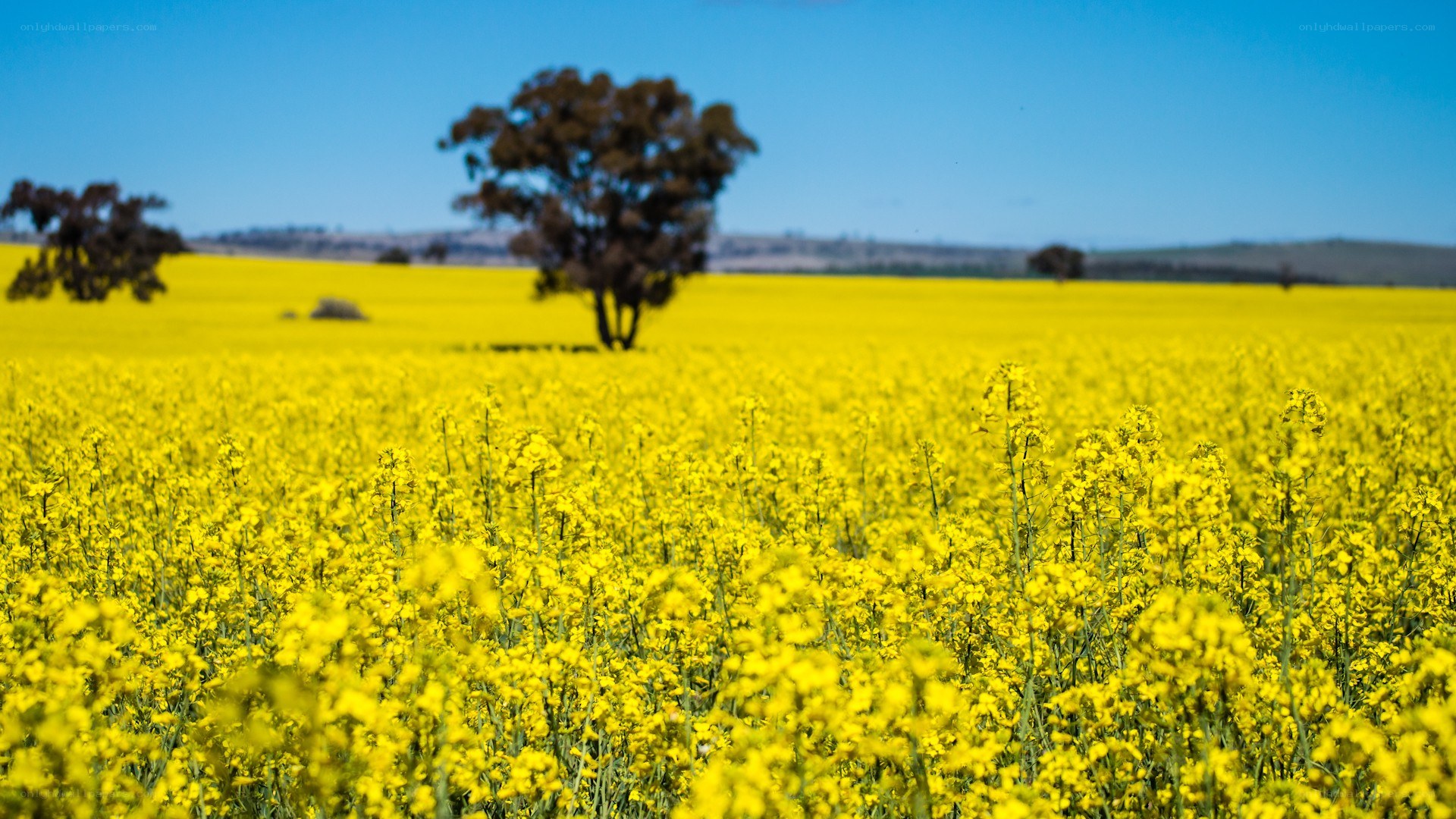 Yellow canola field with trees