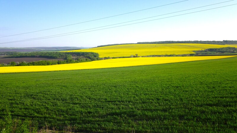 Yellow Canola Fields — Serene, Afternoon