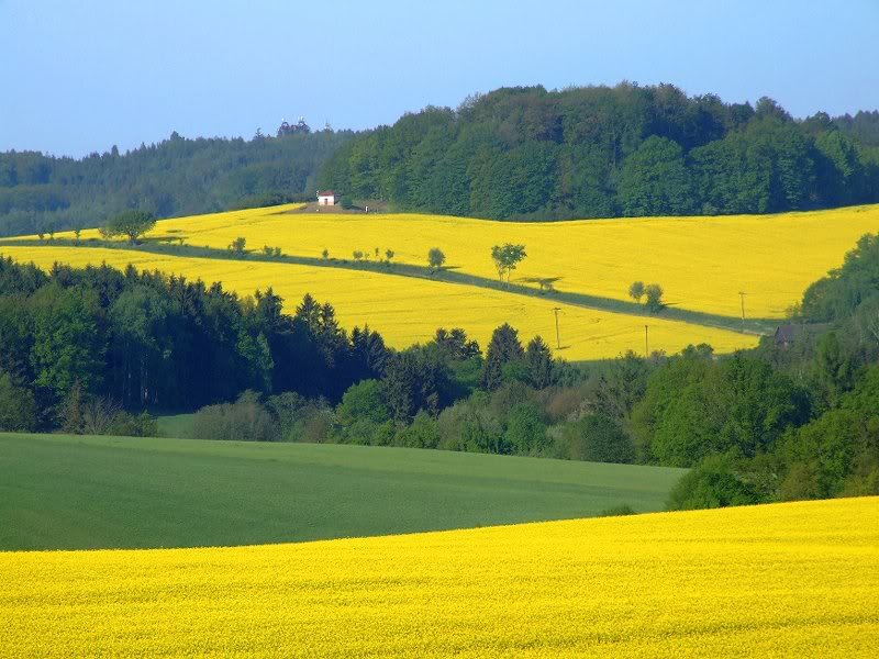 Yellow Canola Fields — Serene