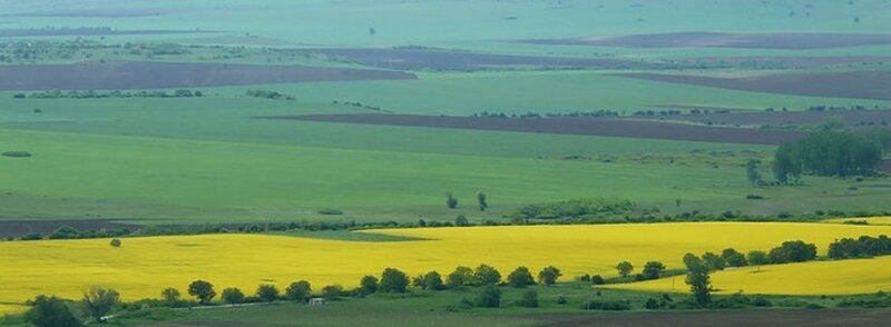 Yellow Canola Fields