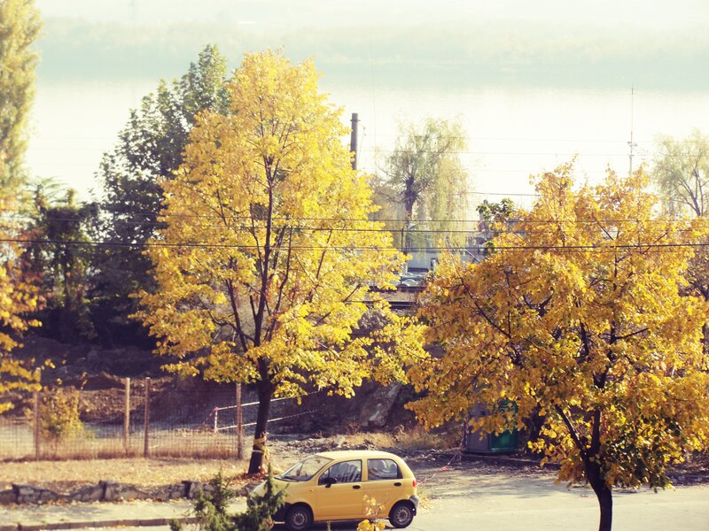 Yellow Car under Trees