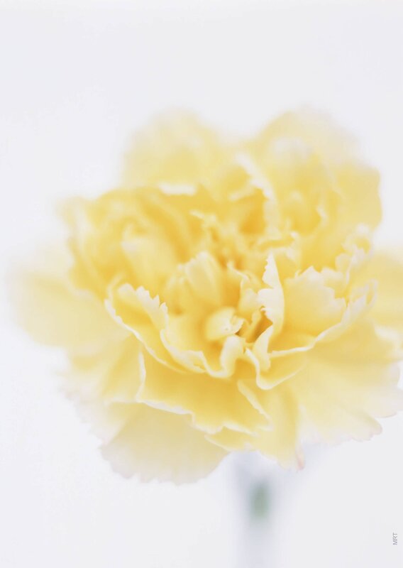 yellow carnation flower
