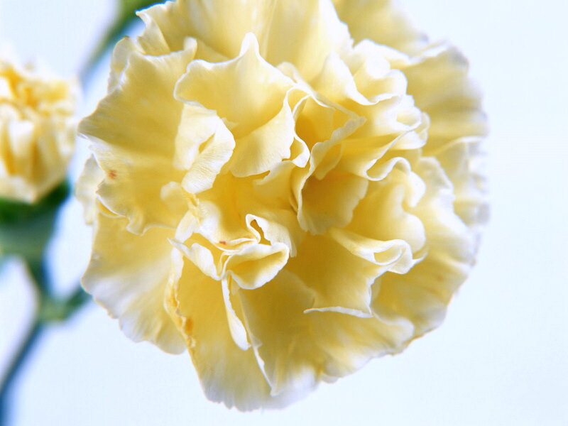 Yellow Carnation Flower — Calm, Photograph