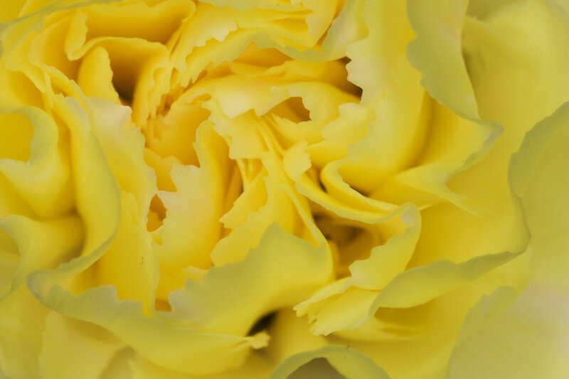Yellow Carnation Flower — Calm