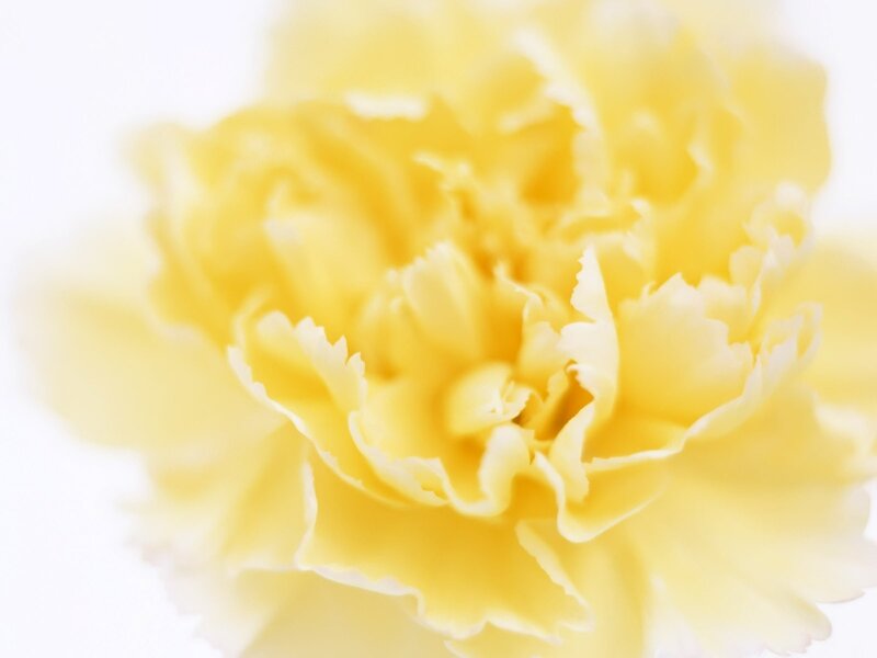 yellow carnation flower