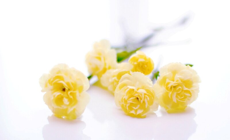 Yellow Carnation Flowers