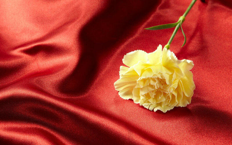 Yellow Carnation on Red Fabric
