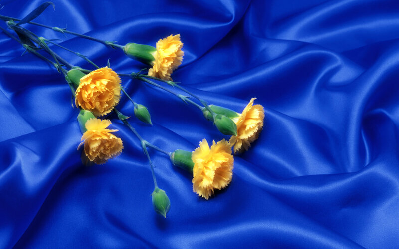 Yellow Carnations on Blue Fabric