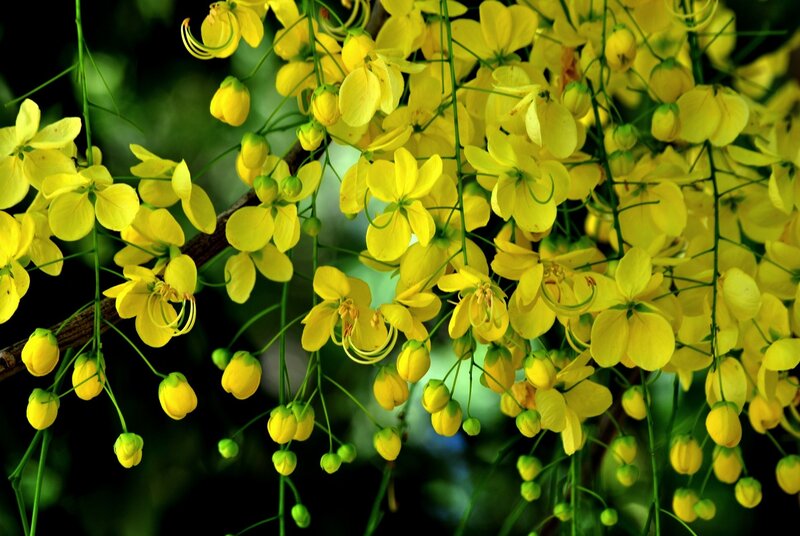 Yellow Cassia Flowers