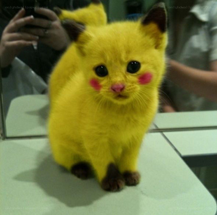 yellow cat dressed as pikachu