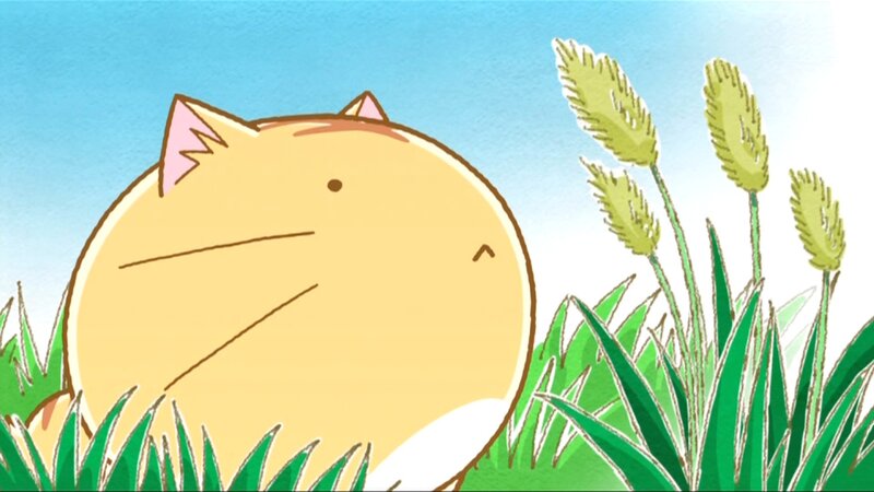 yellow cat in grass